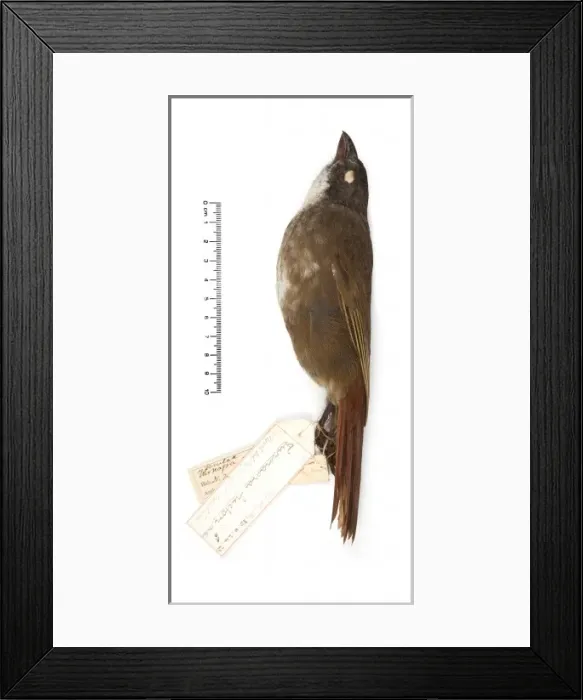 Framed Print : Turnagra tanagra, North island piopio Framed Print : Turnagra tanagra, North island piopio