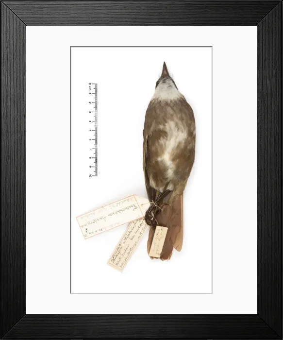 Framed Print : Turnagra tanagra, North island piopio Framed Print : Turnagra tanagra, North island piopio