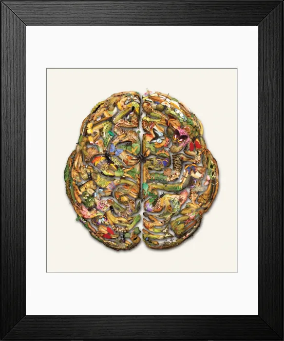 Framed Print : Composite brain picture Framed Print : Composite brain picture