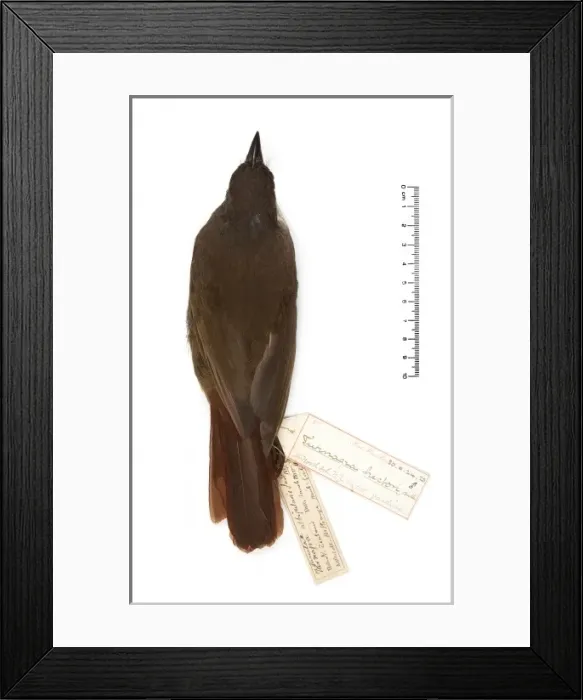 Framed Print : Turnagra tanagra, North island piopio Framed Print : Turnagra tanagra, North island piopio