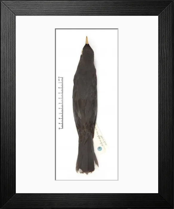 Framed Print : Turdus ravidus, Grand Cayman thrush Framed Print : Turdus ravidus, Grand Cayman thrush