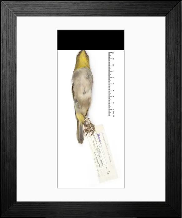 Framed Print : Zosterops strenuus, Robust White-eye Framed Print : Zosterops strenuus, Robust White-eye