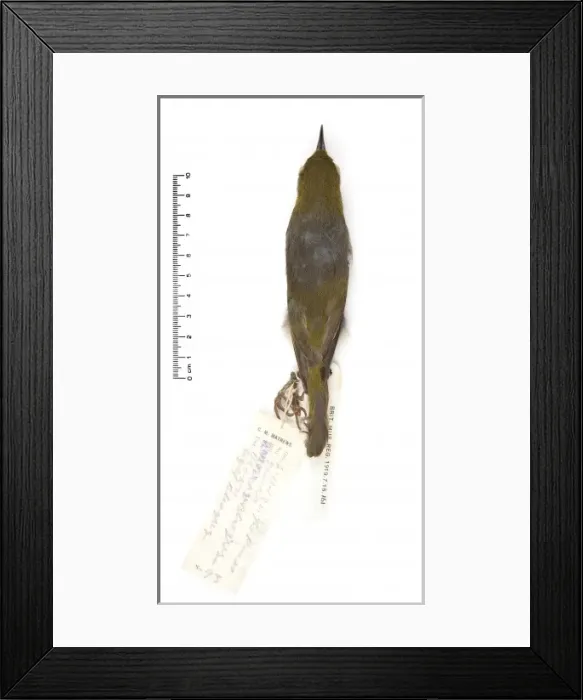 Framed Print : Zosterops strenuus, Robust White-eye Framed Print : Zosterops strenuus, Robust White-eye