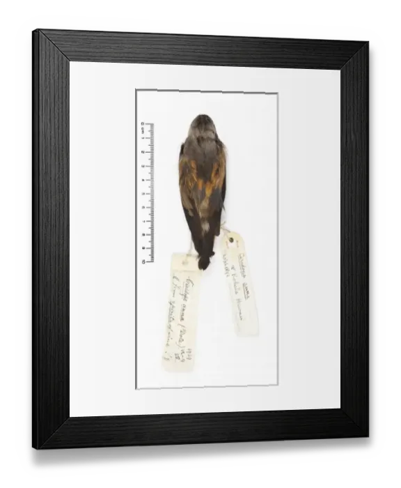 Framed Print : Ciridops anna, Ula-ai-hawane Framed Print : Ciridops anna, Ula-ai-hawane
