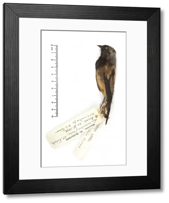 Framed Print : Ciridops anna, Ula-ai-hawane Framed Print : Ciridops anna, Ula-ai-hawane