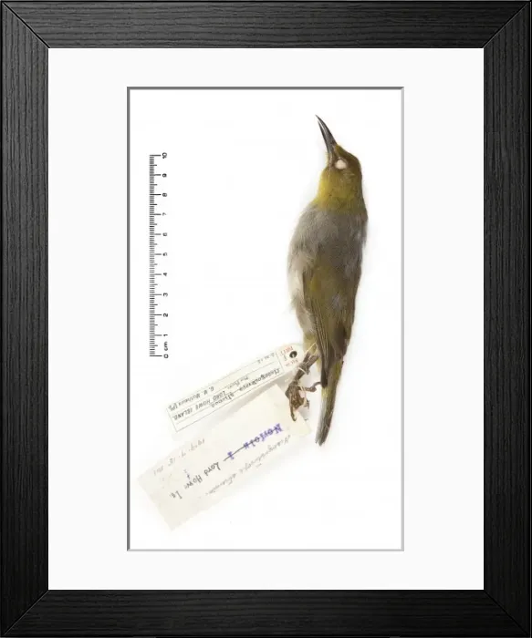 Framed Print : Zosterops strenuus, Robust White-eye Framed Print : Zosterops strenuus, Robust White-eye