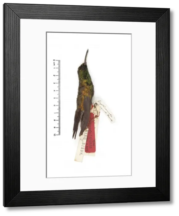 Framed Print : Chlorostilbon elegans, Goulds Emerald Framed Print : Chlorostilbon elegans, Goulds Emerald