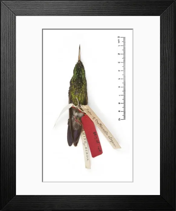 Framed Print : Chlorostilbon elegans, Goulds Emerald Framed Print : Chlorostilbon elegans, Goulds Emerald