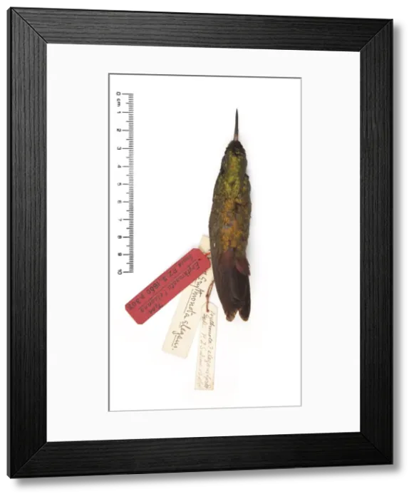 Framed Print : Chlorostilbon elegans, Goulds Emerald Framed Print : Chlorostilbon elegans, Goulds Emerald