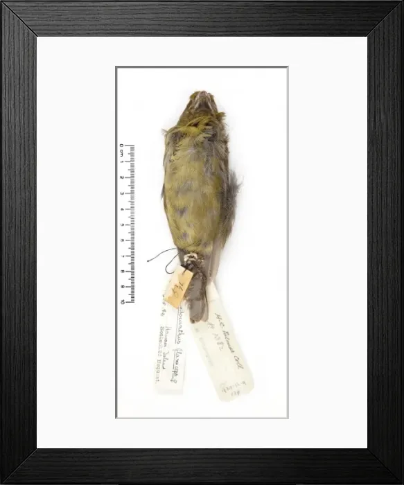 Framed Print : Rhodacanthis flaviceps, lesser koa-finch Framed Print : Rhodacanthis flaviceps, lesser koa-finch