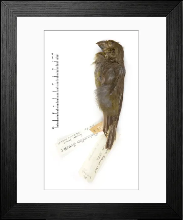 Framed Print : Rhodacanthis flaviceps, lesser koa-finch
