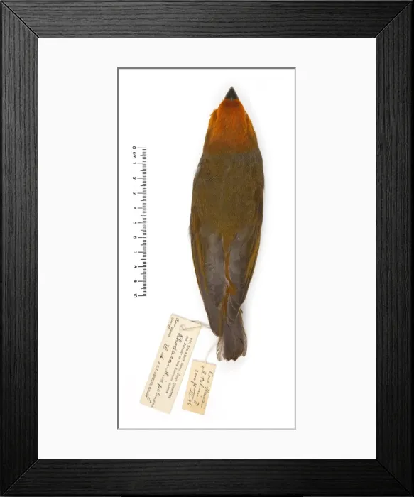 Framed Print : Rhodacanthis palmeri, greater koa finch