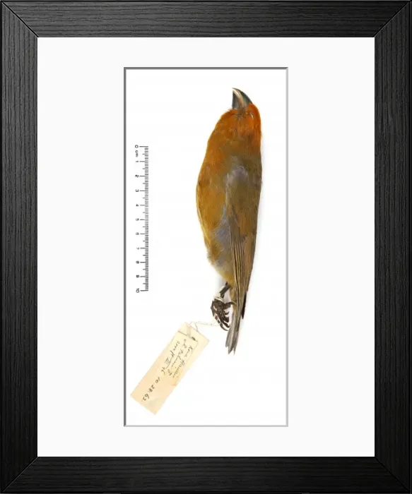 Framed Print : Rhodacanthis palmeri, greater koa finch Framed Print : Rhodacanthis palmeri, greater koa finch