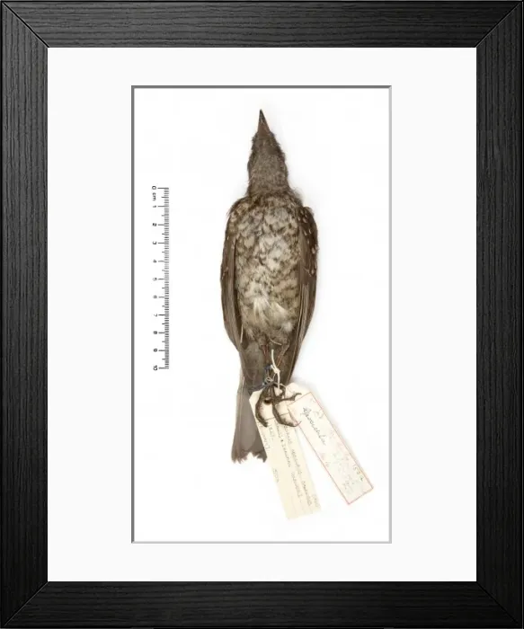 Framed Print : Myadestes woahensis, amaui Framed Print : Myadestes woahensis, amaui