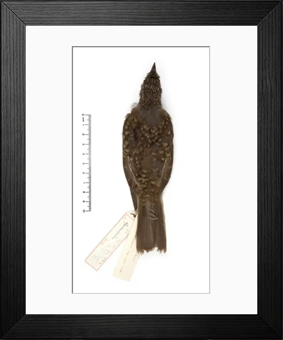 Framed Print : Myadestes woahensis, amaui Framed Print : Myadestes woahensis, amaui
