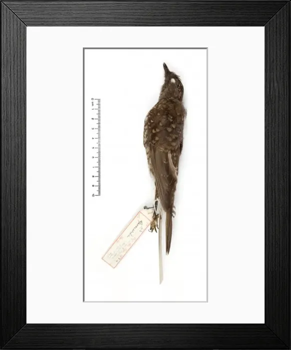 Framed Print : Myadestes woahensis, amaui Framed Print : Myadestes woahensis, amaui