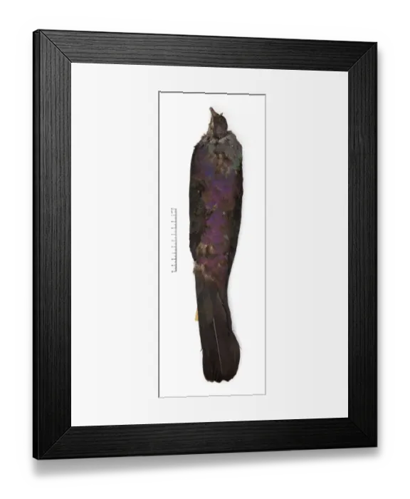 Framed Print : Columba versicolor, Bonin wood pigeon Framed Print : Columba versicolor, Bonin wood pigeon