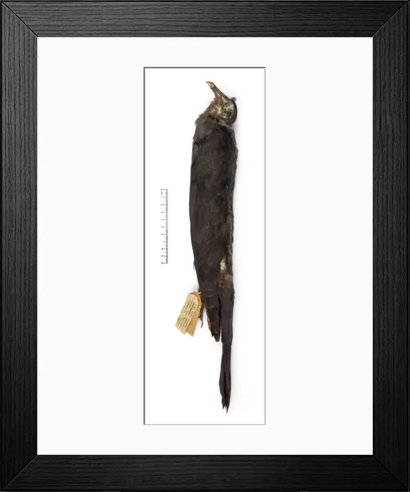 Framed Print : Columba versicolor, Bonin wood pigeon Framed Print : Columba versicolor, Bonin wood pigeon