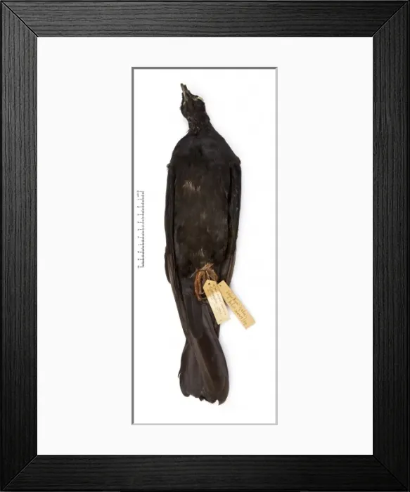 Framed Print : Columba jouyi, Ryukyu pigeon Framed Print : Columba jouyi, Ryukyu pigeon
