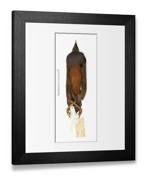 Framed Print : Microgoura meeki, Choiseul pigeon Framed Print : Microgoura meeki, Choiseul pigeon