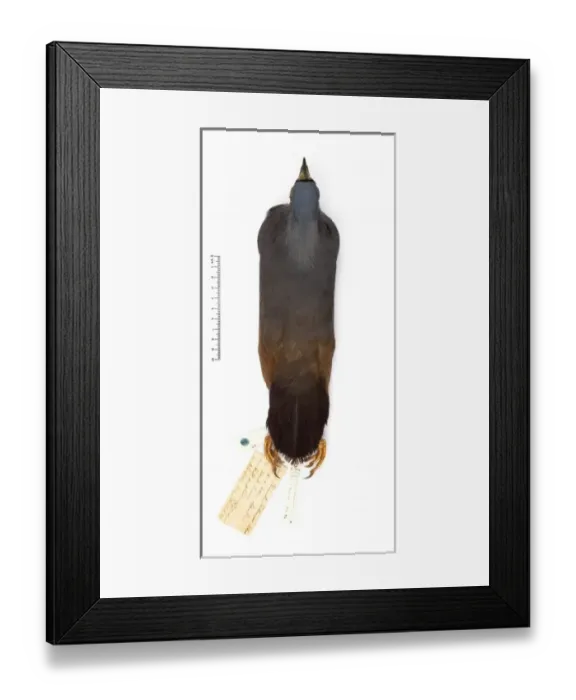 Framed Print : Microgoura meeki, Choiseul pigeon Framed Print : Microgoura meeki, Choiseul pigeon