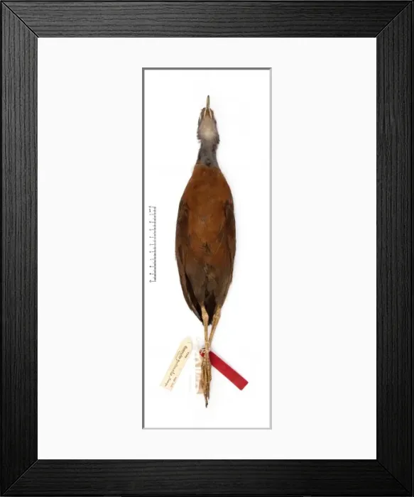 Framed Print : Aramides gutturalis, red-throated wood-rail Framed Print : Aramides gutturalis, red-throated wood-rail