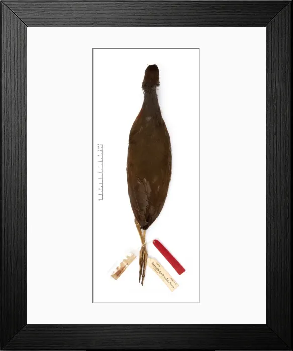 Framed Print : Aramides gutturalis, red-throated wood-rail