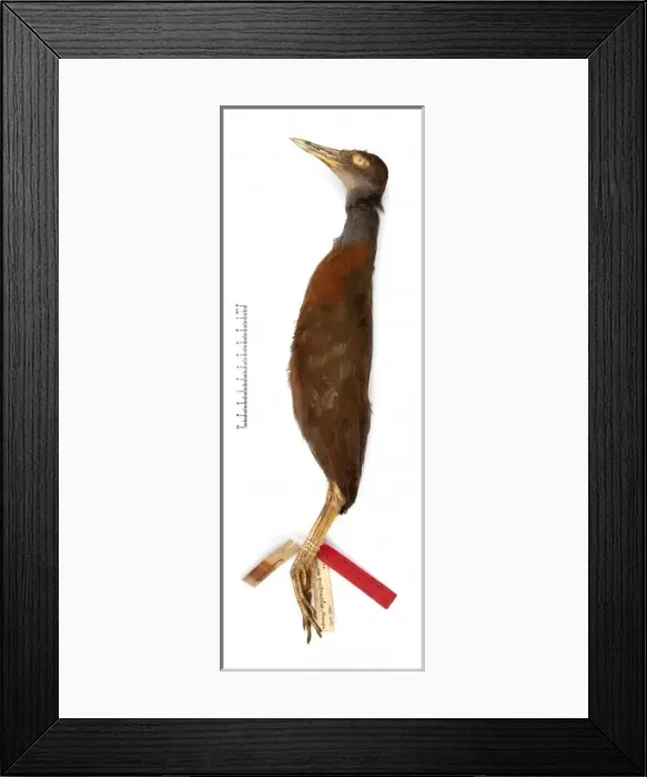 Framed Print : Aramides gutturalis, red-throated wood-rail Framed Print : Aramides gutturalis, red-throated wood-rail
