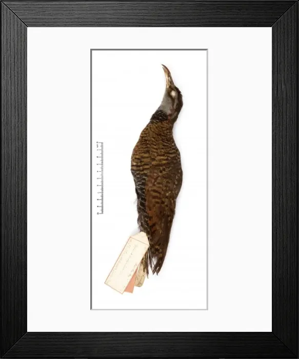 Framed Print : Gallirallus dieffenbachii, Dieffenbachs rail Framed Print : Gallirallus dieffenbachii, Dieffenbachs rail