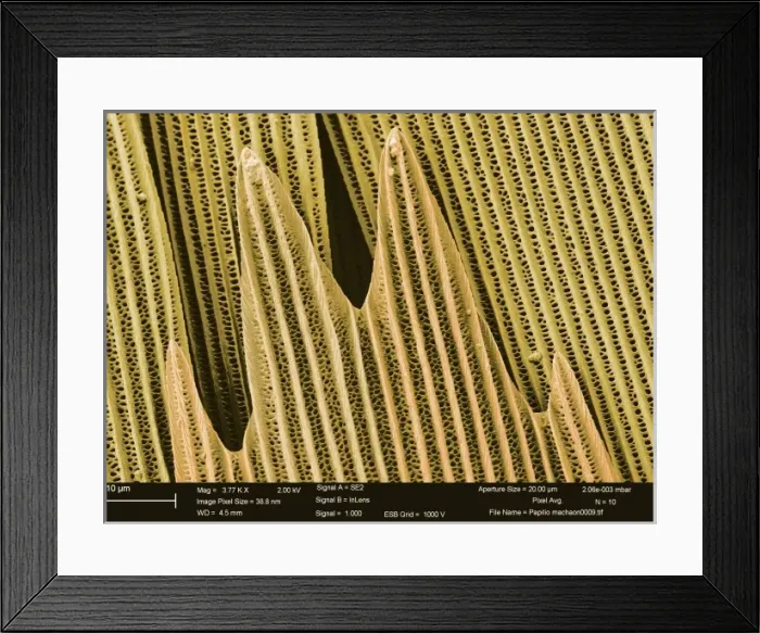 Framed Print : Papilio machaon, old world swallowtail Framed Print : Papilio machaon, old world swallowtail