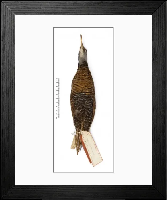 Framed Print : Gallirallus dieffenbachii, Dieffenbachs rail Framed Print : Gallirallus dieffenbachii, Dieffenbachs rail