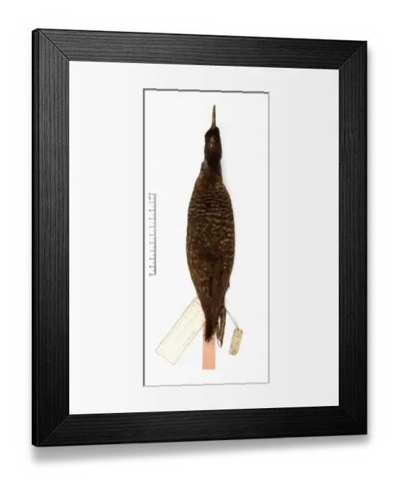 Framed Print : Gallirallus dieffenbachii, Dieffenbachs rail Framed Print : Gallirallus dieffenbachii, Dieffenbachs rail