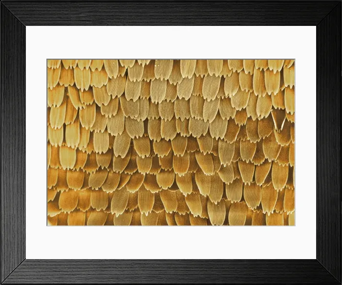 Framed Print : Papilio machaon, old world swallowtail Framed Print : Papilio machaon, old world swallowtail