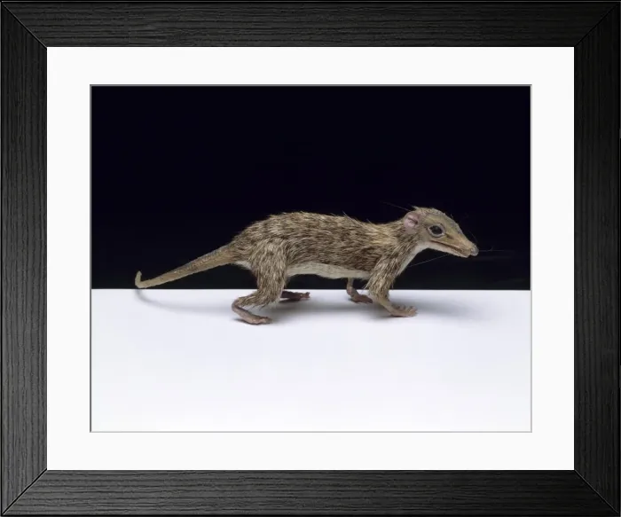 Framed Print : Megazostrodon Framed Print : Megazostrodon