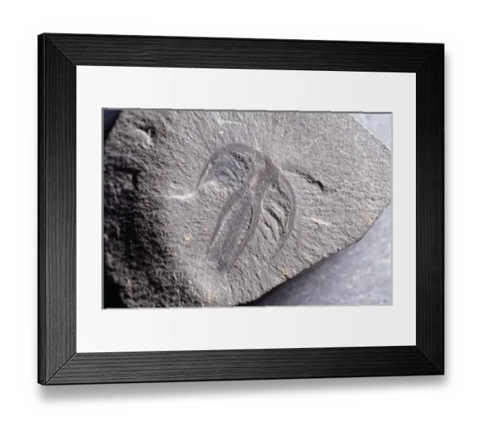 Framed Print : Marrella splendens, lace crab Framed Print : Marrella splendens, lace crab