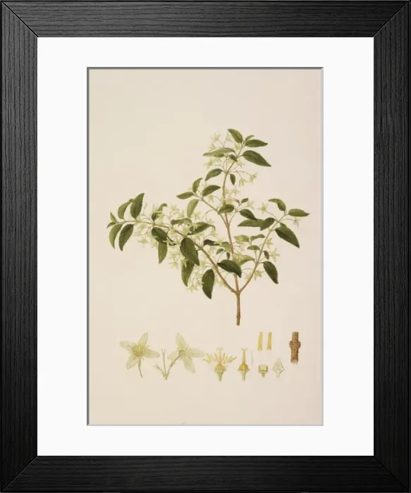 Framed Print : Leptomeria acida R. Br Framed Print : Leptomeria acida R. Br