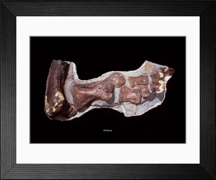 Framed Print : Edmontosaurus ankle & foot Framed Print : Edmontosaurus ankle & foot