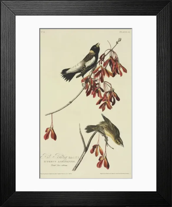 Framed Print : Dolichonyx oryzivorus, bobolink Framed Print : Dolichonyx oryzivorus, bobolink