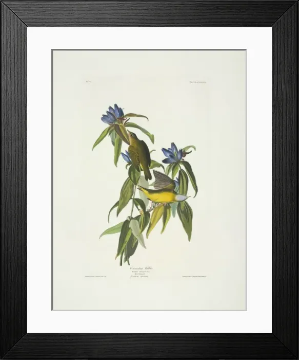 Framed Print : Oporornis agilis, Connecticut warbler Framed Print : Oporornis agilis, Connecticut warbler