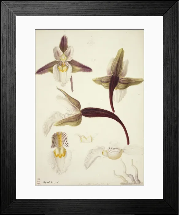 Framed Print : Plate 79 from British Orchids Framed Print : Plate 79 from British Orchids