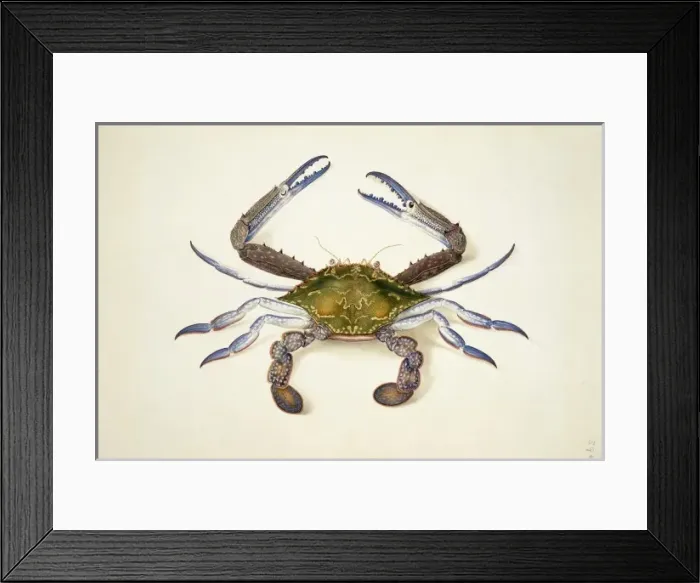 Framed Print : Portunus pelagicus, blue swimming crab Framed Print : Portunus pelagicus, blue swimming crab