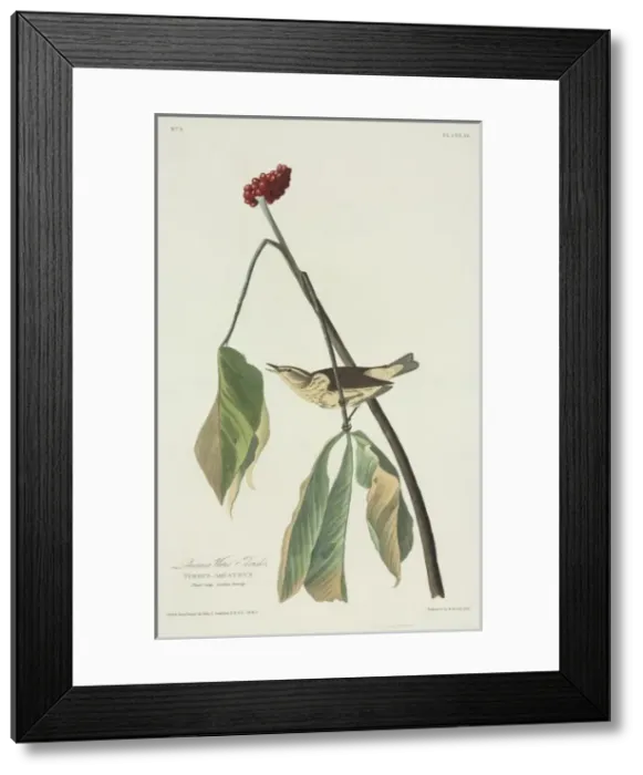 Framed Print : Seiurus motacilla, Louisiana waterthrush Framed Print : Seiurus motacilla, Louisiana waterthrush