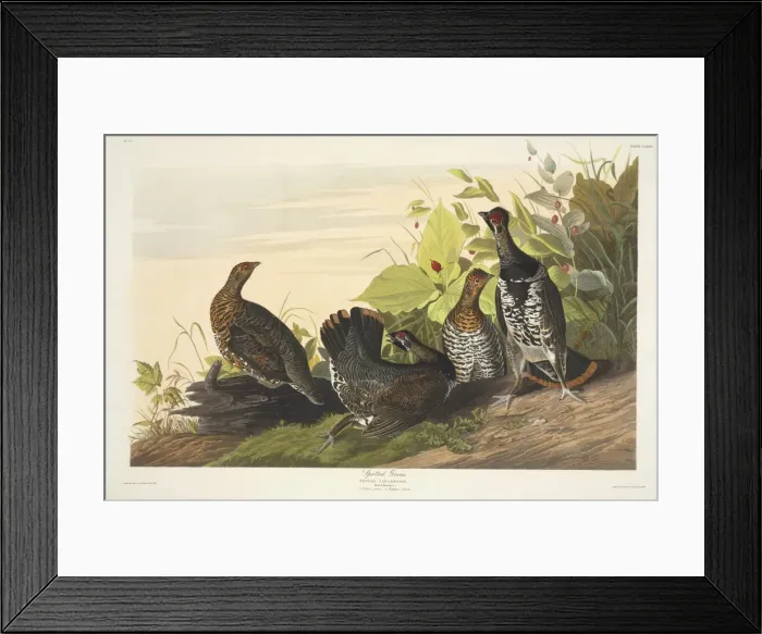 Framed Print : Canchites canadensis, spruce grouse Framed Print : Canchites canadensis, spruce grouse