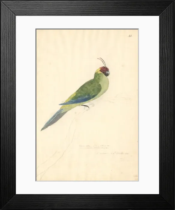 Framed Print : Eunymphicus cornutus, horned parakeet Framed Print : Eunymphicus cornutus, horned parakeet