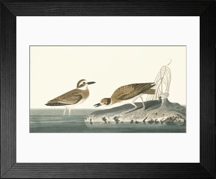 Framed Print : Charadrius wilsonia, Wilsons plover Framed Print : Charadrius wilsonia, Wilsons plover