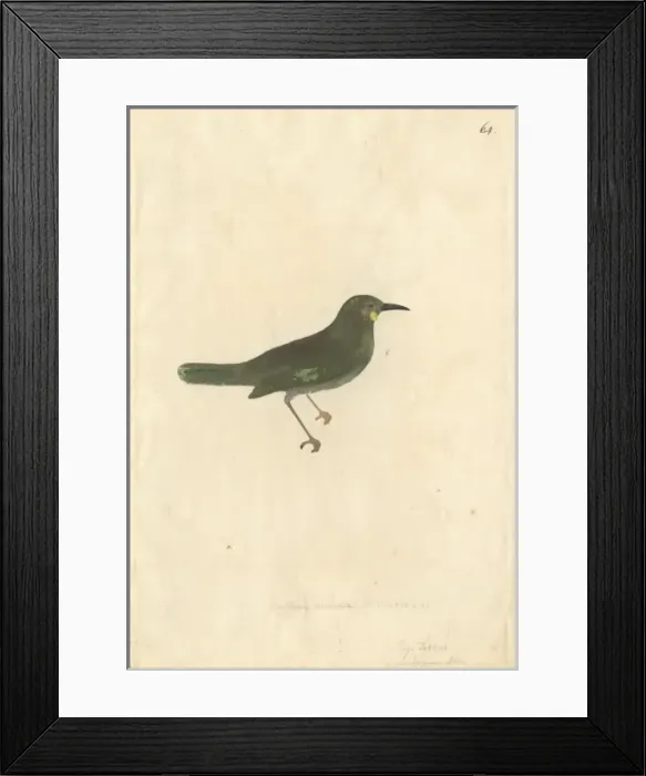 Framed Print : Foulehaio carunculatus, wattled honeyeater Framed Print : Foulehaio carunculatus, wattled honeyeater