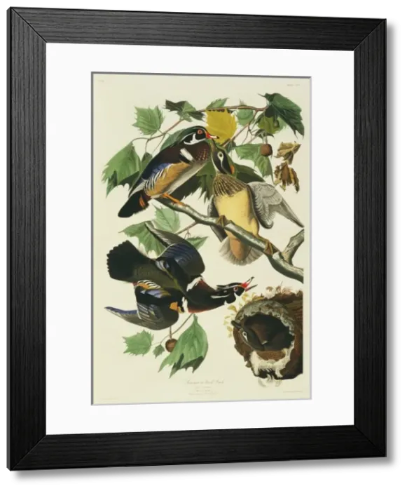 Framed Print : Aix sponsa, wood duck Framed Print : Aix sponsa, wood duck