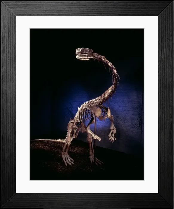 Framed Print : Lufengosaurus Framed Print : Lufengosaurus