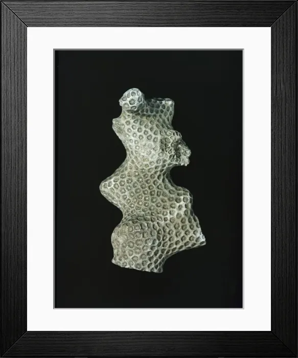 Framed Print : Septastraea forbesi, coral Framed Print : Septastraea forbesi, coral