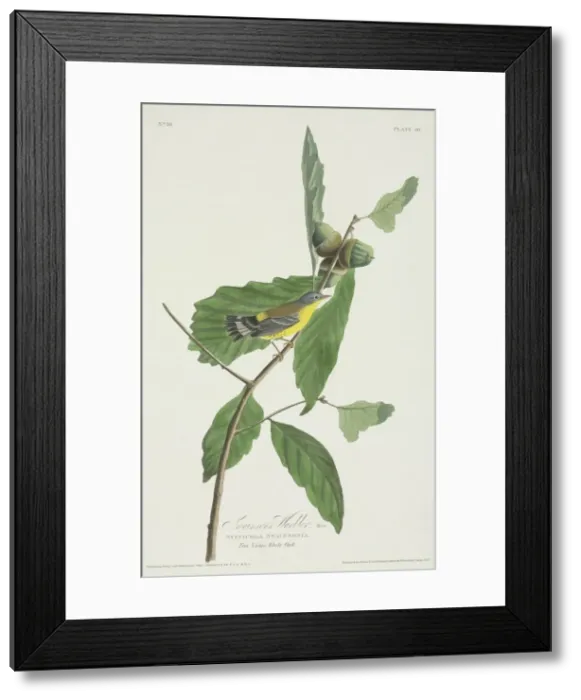 Framed Print : Dedroica magnolia, magnolia warbler Framed Print : Dedroica magnolia, magnolia warbler